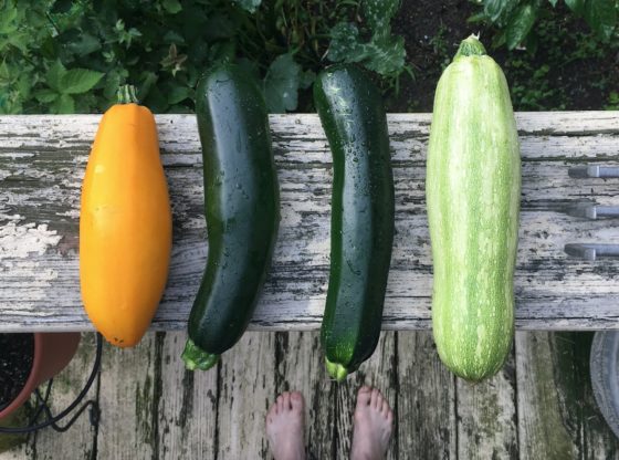 Zucchinis aus dem Garten